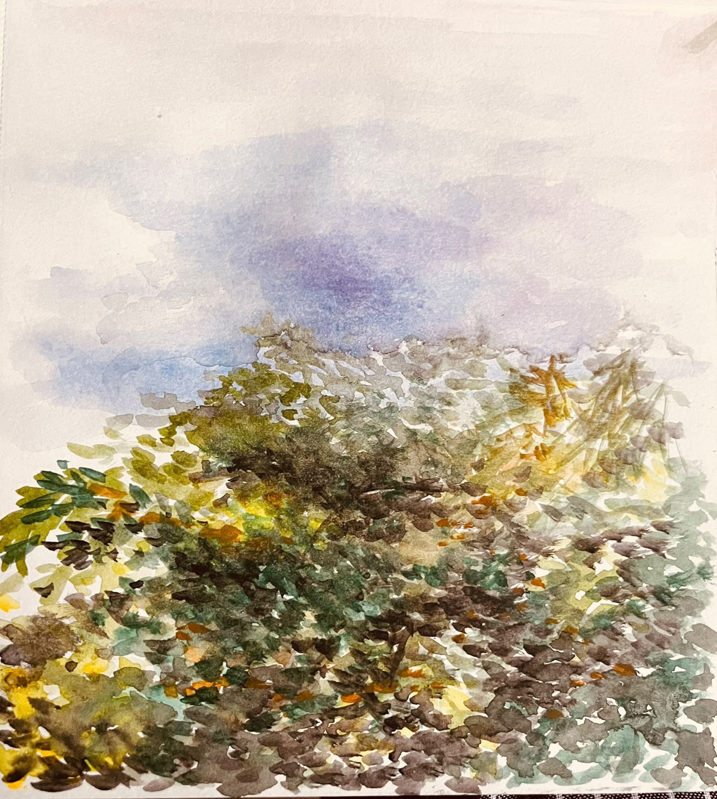 Canopy